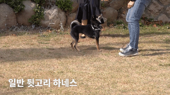 닥터설 앞섬방지 하네스 세트-상품이미지-4